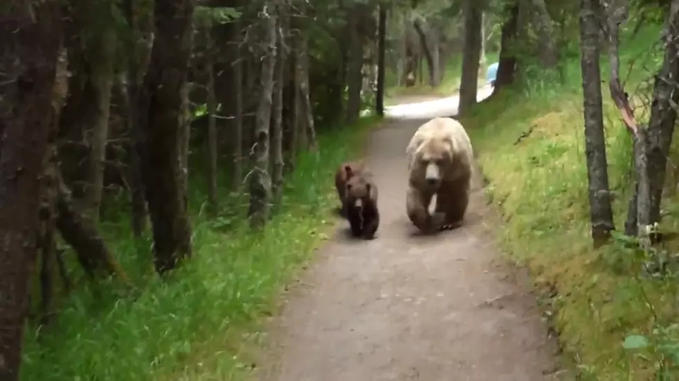 Guy Meets Grizzly and Cubs