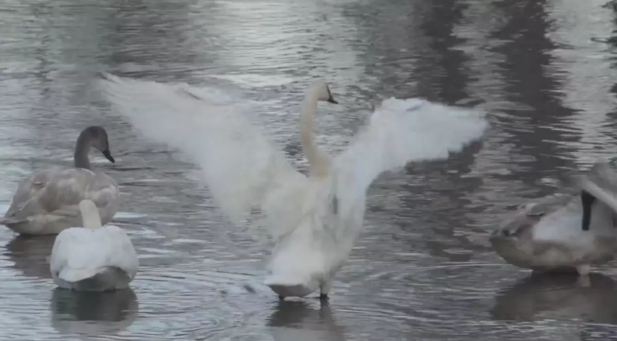 This Is Likely The Best Video Of Idaho Swans Youll Ever See Watch 