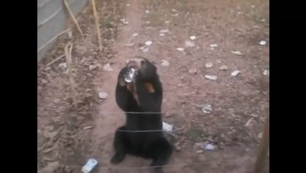 Bears Gone Wild: Washington Bear Consumes Dozens of Beers, Passes Out