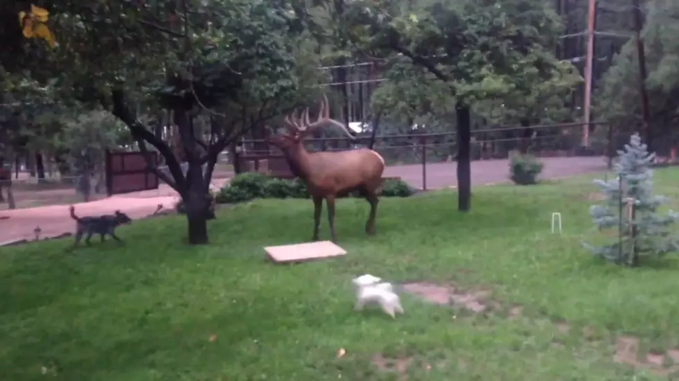 Idaho Pet Tip: Elk and Dogs Don’t Get Along (WATCH)