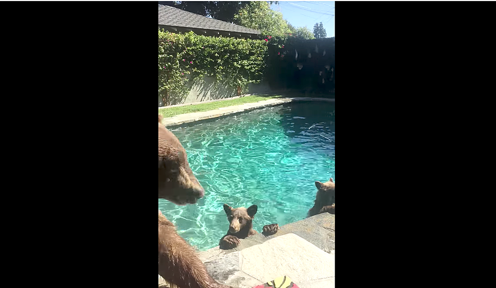 Bears in the Pool