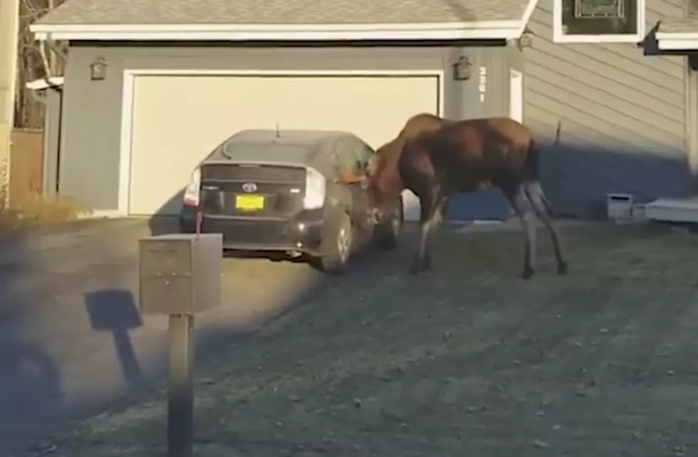 Watch Our Canadian Friend’s Prius Get Trashed By a Moose