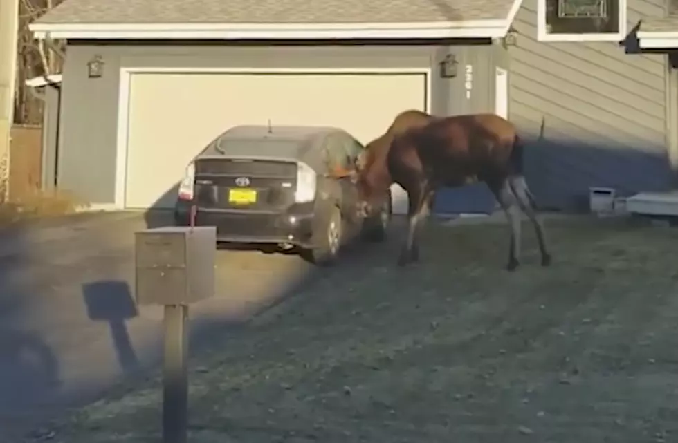 Prius vs Moose