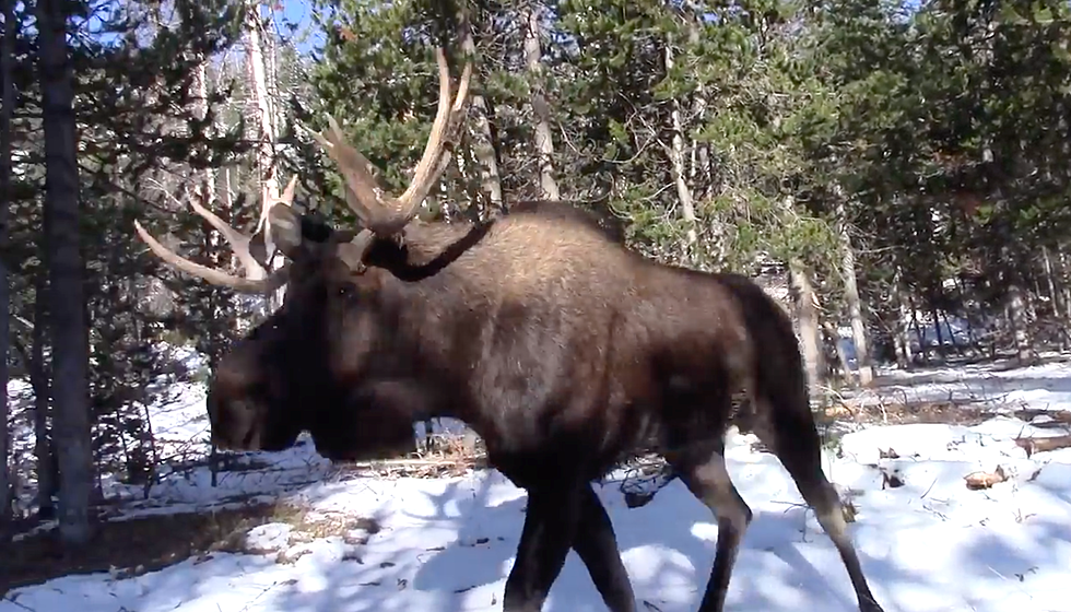 Watch This Idaho Guy Come THIS Close to Huge Moose