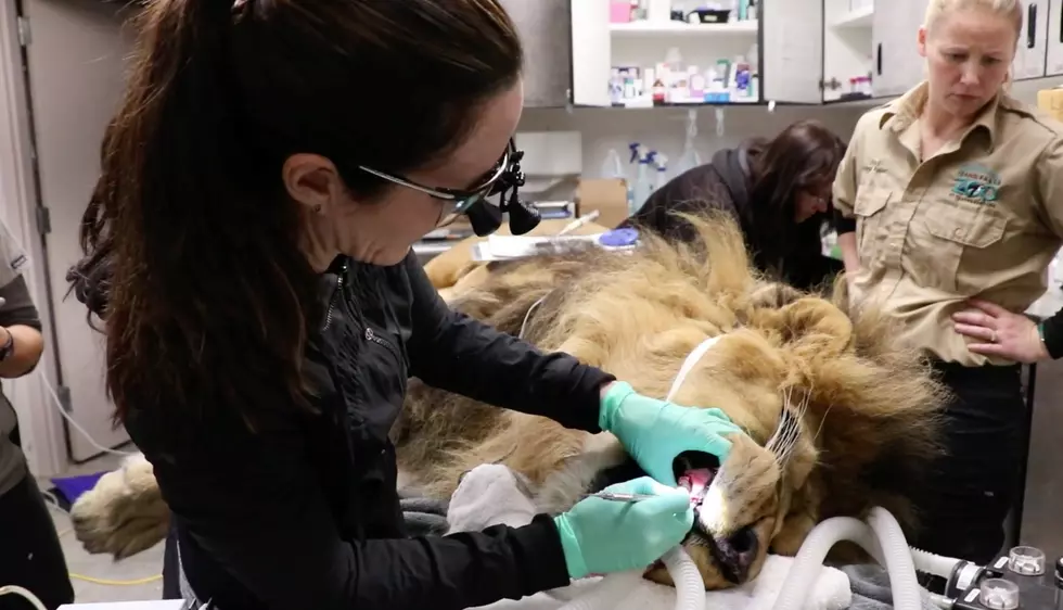 The Idaho Falls Zoo Lion Went to the Dentist