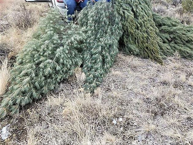 From Forest To Christmas: Maintaining Your Tree