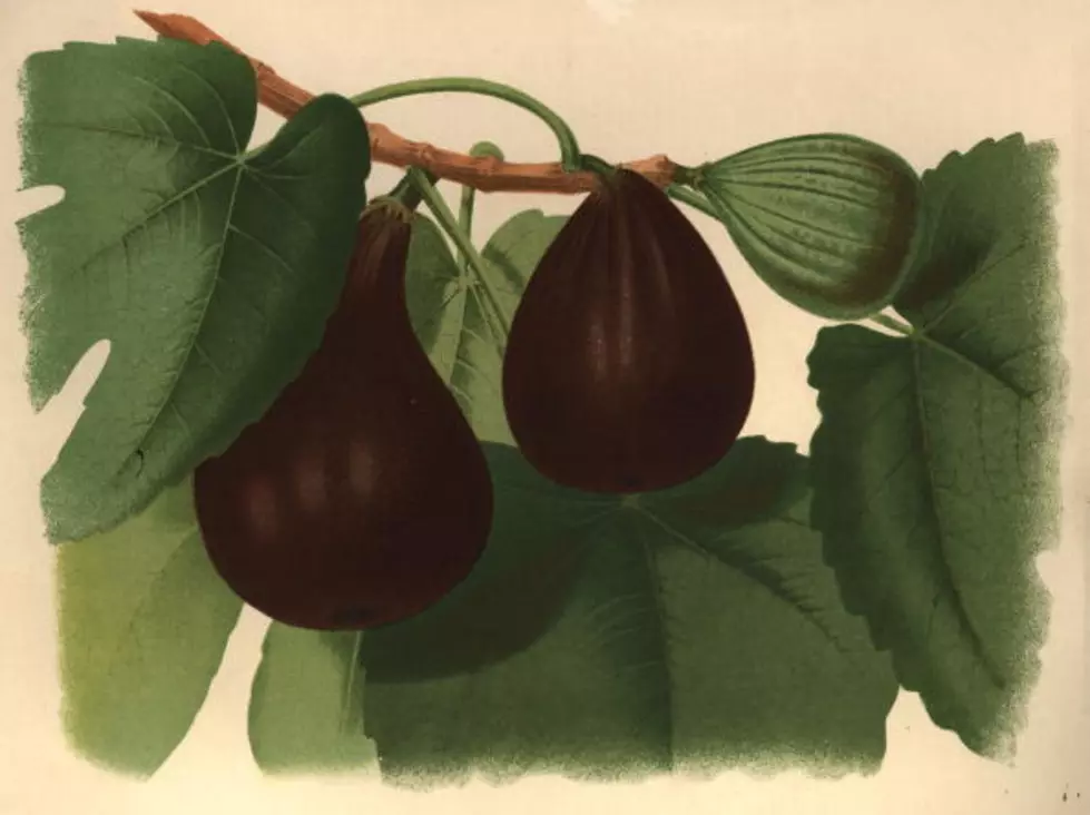 Fig Newton Day : The Nostalgic Fruit Treat We All Hate