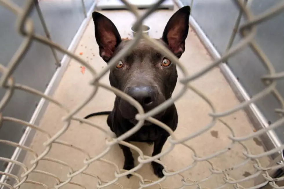 Numerous Pets Picked Up By Magic Valley Shelter During New Years