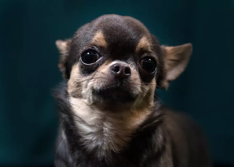 Oregon Woman In Jail For Allegedly Cooking Live Chihuahua In Oven