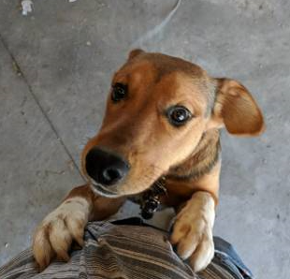 Free Husky / Lab Mix Puppy Needs Twin Falls Home