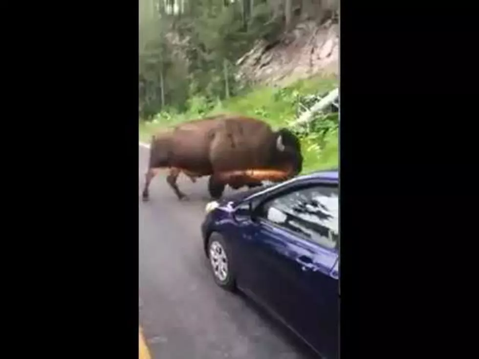 Yellowstone Man Exits Car, Taunts Bison Prior To Being Charged