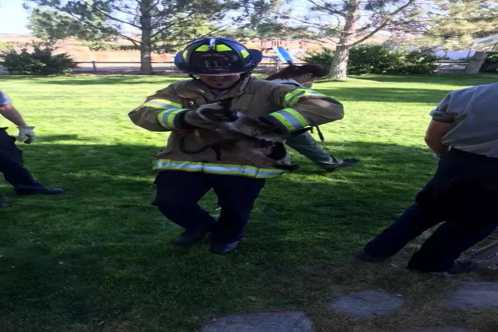 Twin Falls Fire Department ACTUALLY Rescues Cat From Tree