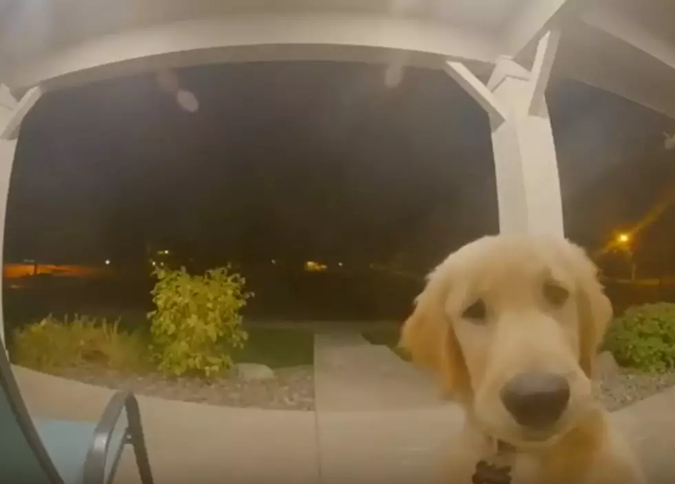 VIDEO: Washington Retriever Puppy Gets Locked Out; Rings Doorbell