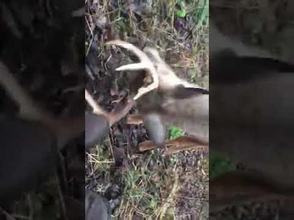 Would An Idaho Hunter Have Shot This Playful Deer?