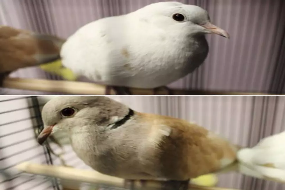 Two Homeless Idaho Doves A Great Addition To Any December Baptism