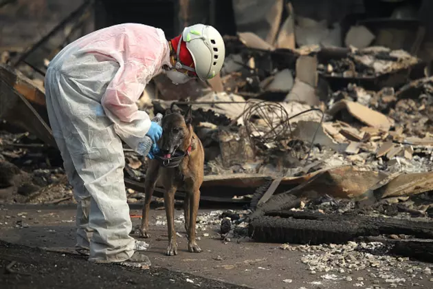 Southwest Idaho Family Reunited With Dogs Seperated In Cali Fire