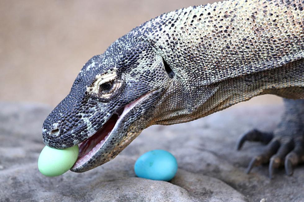 Zoo Boise Promising Prizes And 30,000 Pieces Of Candy At Egg Hunt