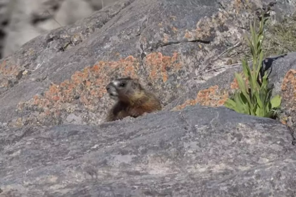 Drone: Sunbathing Rock Chuck Is Star Of New Shoshone Falls Video