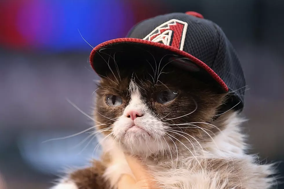 &#8216;Grumpy Cat&#8217; Has Passed Away (RIP 2012-2019)