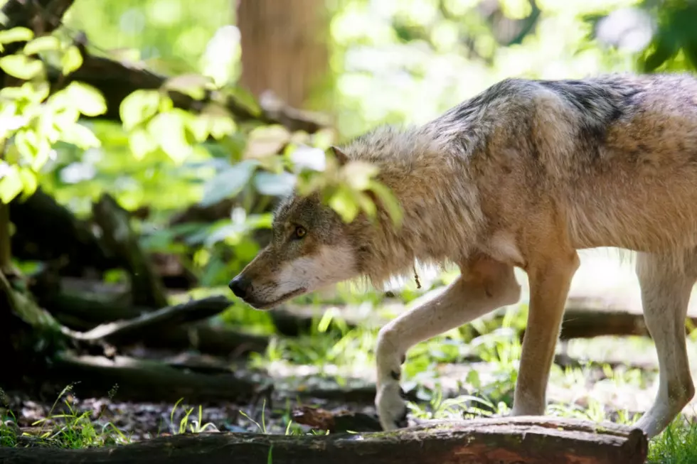 Remote Camera Data Has Idaho Wolf Population At Roughly 1,000
