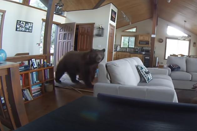 VIDEO: Massive Bear Breaks Through Nevada Cabin Door; Hangs Out