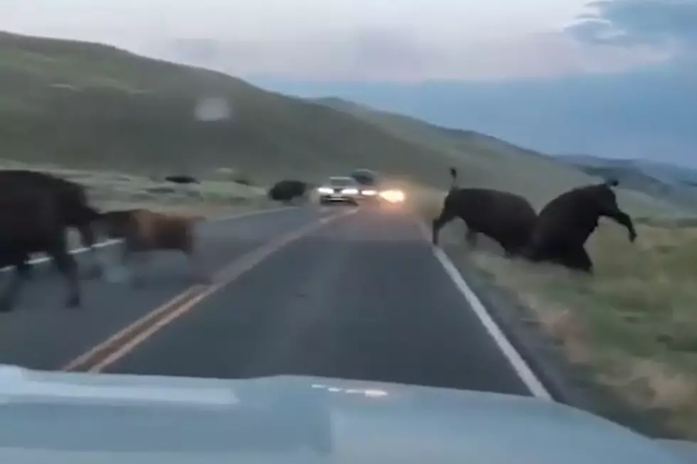 VIDEO: Tis The Season; Yellowstone Bison Brawl On Park Highway