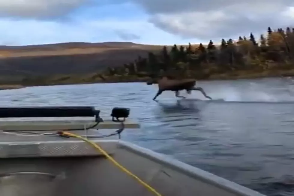 Must Watch: &#8216;Jesus Moose&#8217; Filmed By Boater Seems To Walk On Water