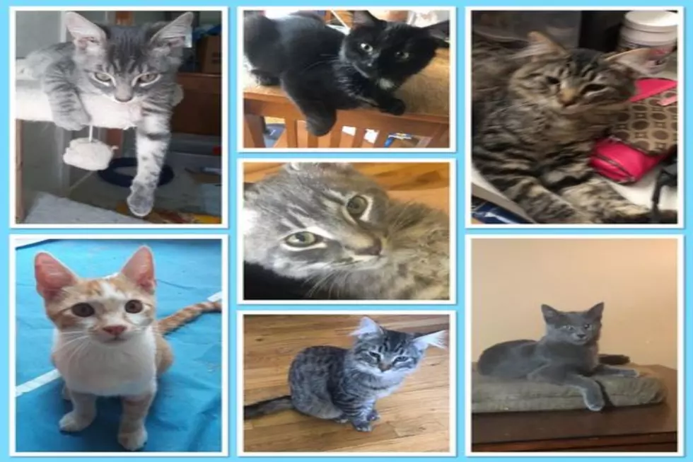 Twin Falls Cat Care Team Hosting Live Virtual Adoption Oct 17