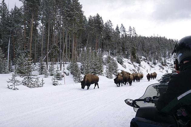 A Winter Yellowstone Park Guided Snowmobile Trip Is Otherworldly