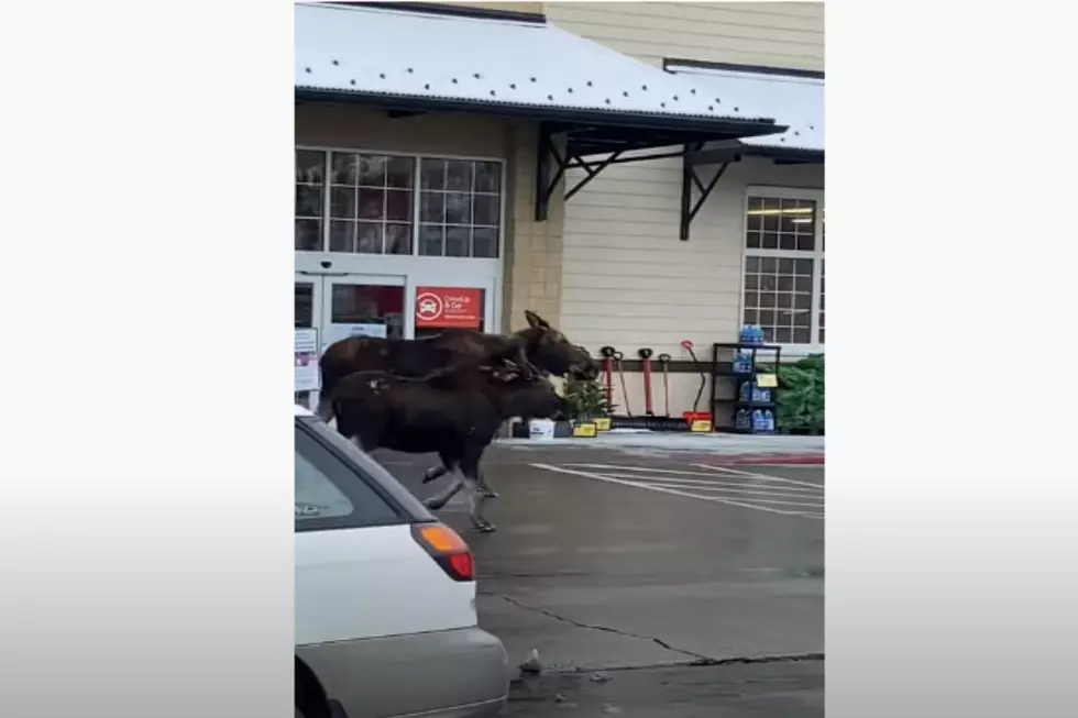 VIDEO: Mother Moose And Baby Visit Hailey Shopping Center