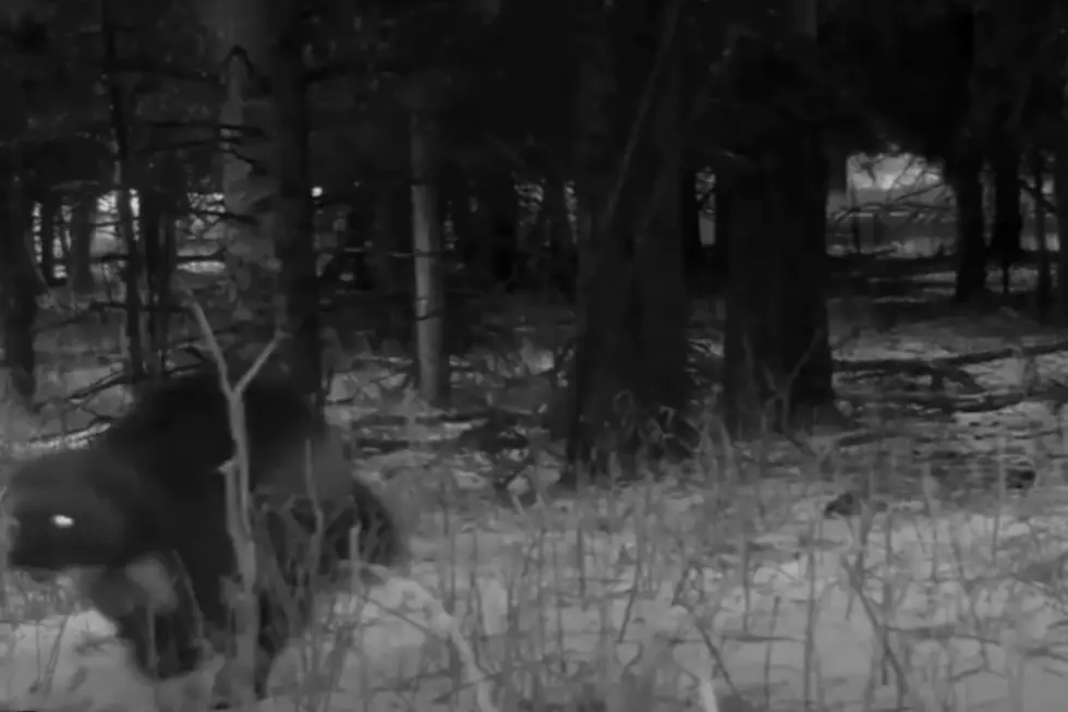 VIDEO: Yellowstone Park Trail Cam Catches Rare Wolverine