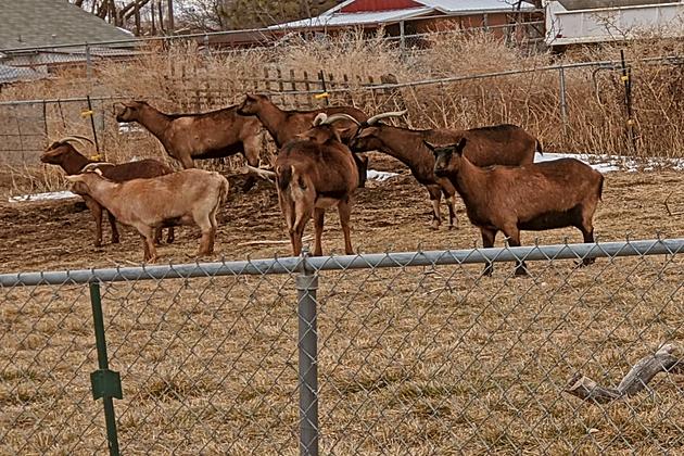 Group Of Twin Falls Goats Get Hypnotized By Metallica
