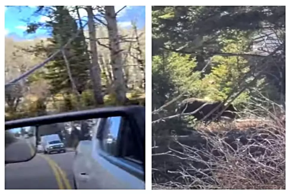 VIDEO: Yellowstone Tourist Captures Grizzly Bear Traffic Jam