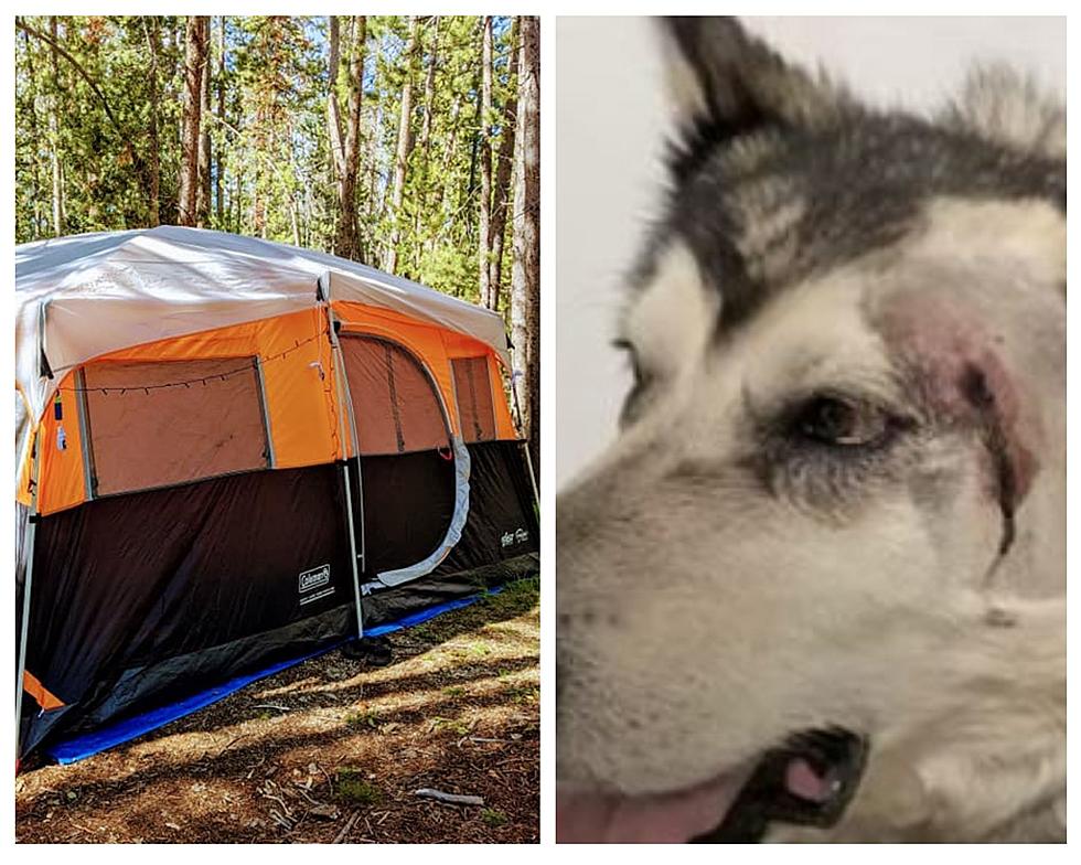 Idaho Debate: Do Loose Dogs Invite Issues With Fellow Campers?