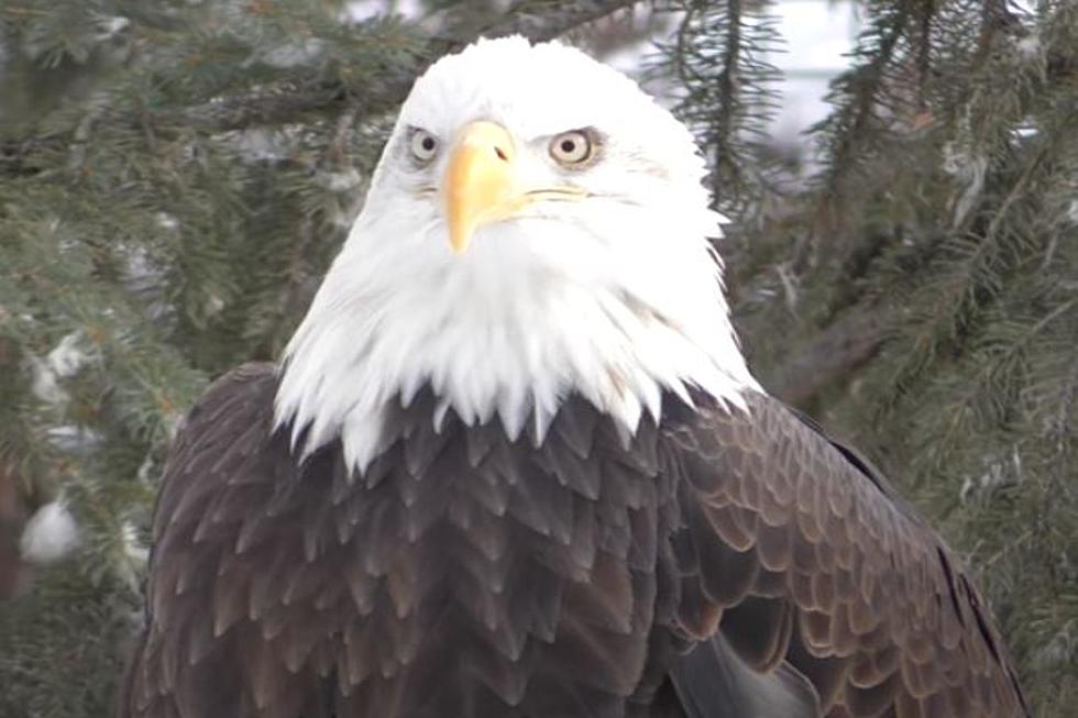 Special Southern Idaho Restaurant Gives Perfect View Of Eagle Tree