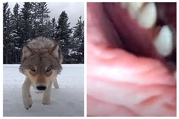 VIDEO: Yellowstone Park Grey Wolf Tries To Eat Trail Camera