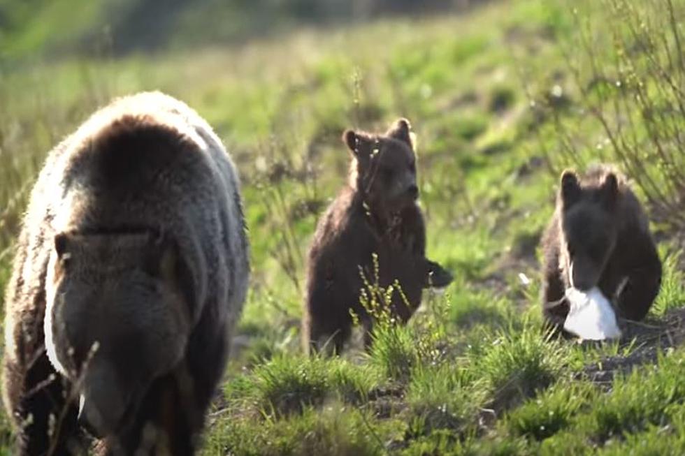 VIDEO: Grand Teton Park Bear Cub Gnaws On Medical Face Mask