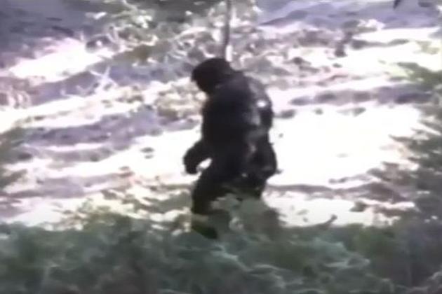 Did A Family Of Bigfoot Actually Get Caught On Camera Near Old Faithful?