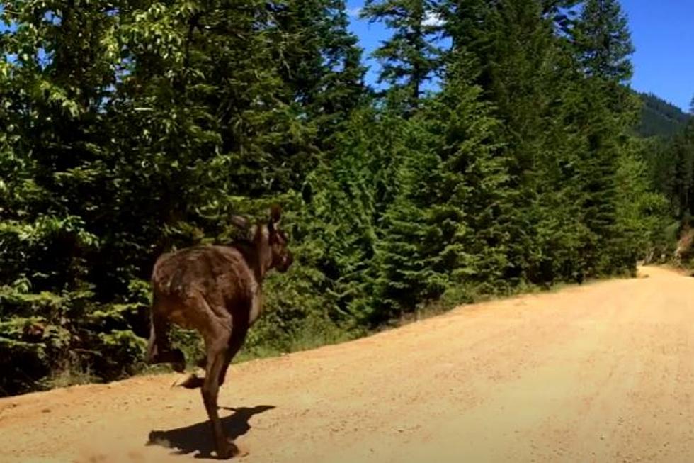 VIDEO: Idaho Motorist Learns Not To Challenge Moose To A Race