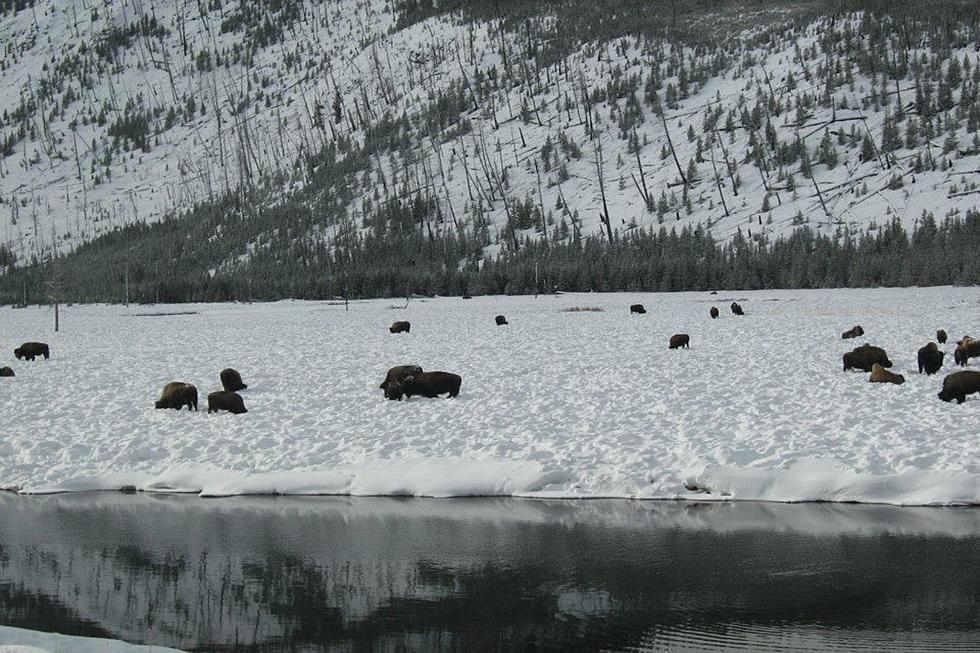 Yellowstone National Park Days Away From Celebrating 150th Year