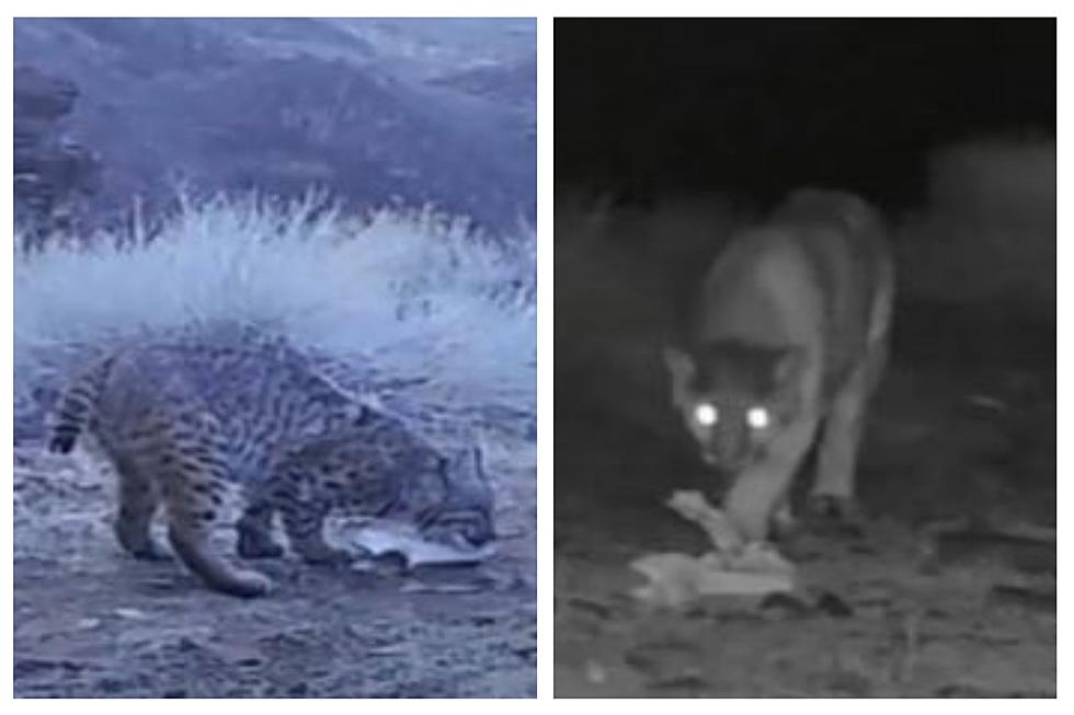 WATCH: Bobcat & Cougar Baited To South Idaho Camera With Catnip
