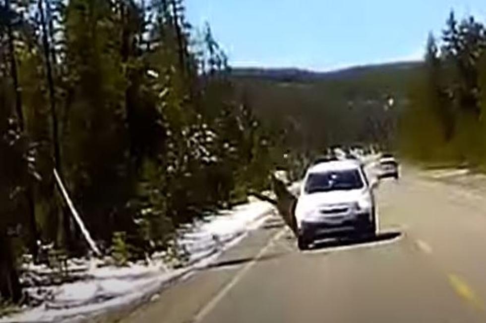 WATCH: Yellowstone Park Elk Chased By Wolf Slams Into Car