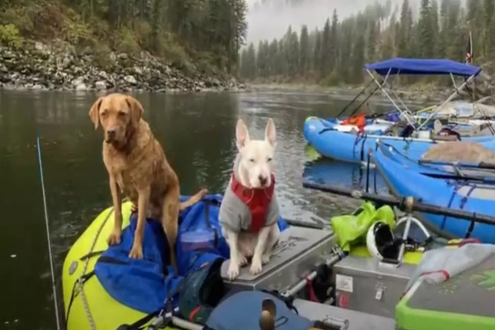 Idaho Named In Top Five Least Pet-Friendly States; I Smell BS
