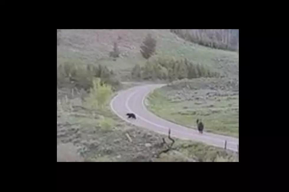 Watch: Law-Abiding Bison Yields To Crossing Yellowstone Park Bear