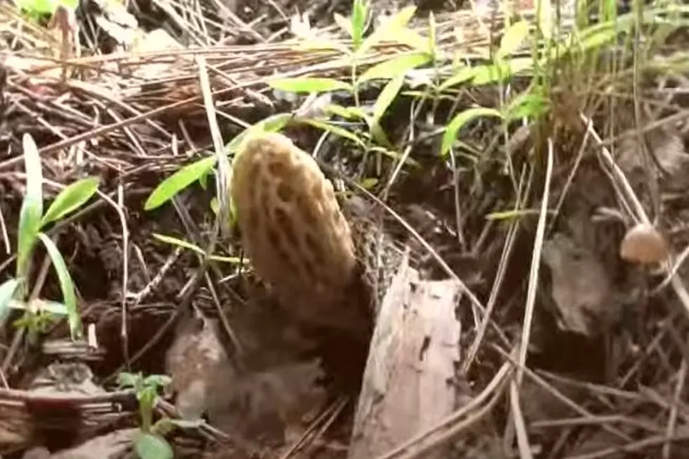 Idaho Shroom Hunters Can Now Forage A Tasty Fungal Favorite