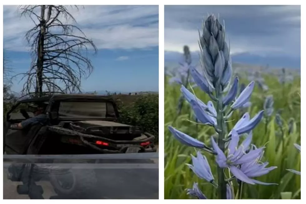 ATV Trails Ascend 9,000 Ft Of Vivid Flowers North Of Twin Falls
