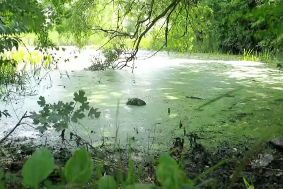 This Idaho Algae Bloom Can Cause Fatal Rashes And Poison Pets