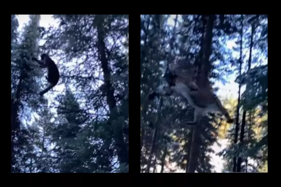 Watch: Idaho Hunter Films &#8216;Superman Cougar&#8217; Flying From Tree