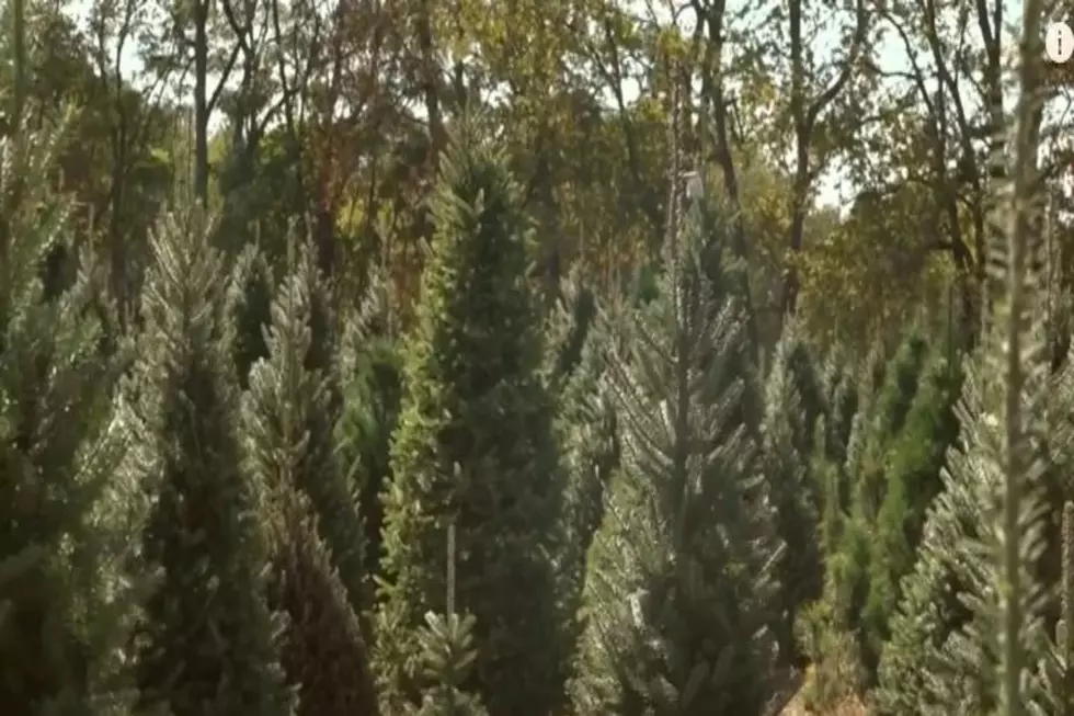 Drought Slowly Sealing Fate Of Idaho Christmas Tree Farms