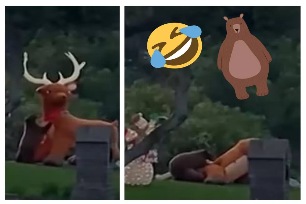 WATCH: Bear Mauls Inflatable Reindeer; Is Rudolph Safe In Idaho?